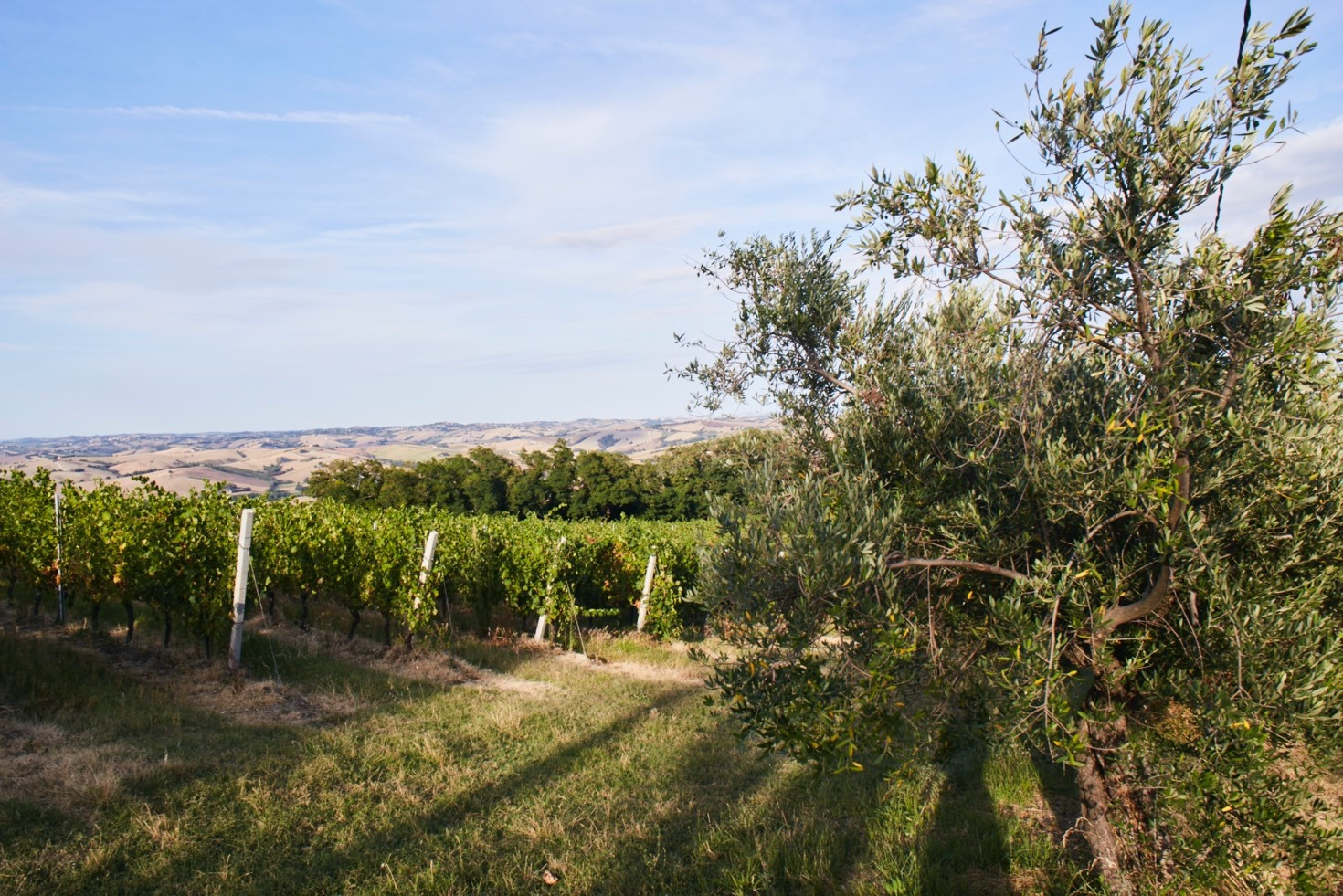 Az Agricola Strade Bianche