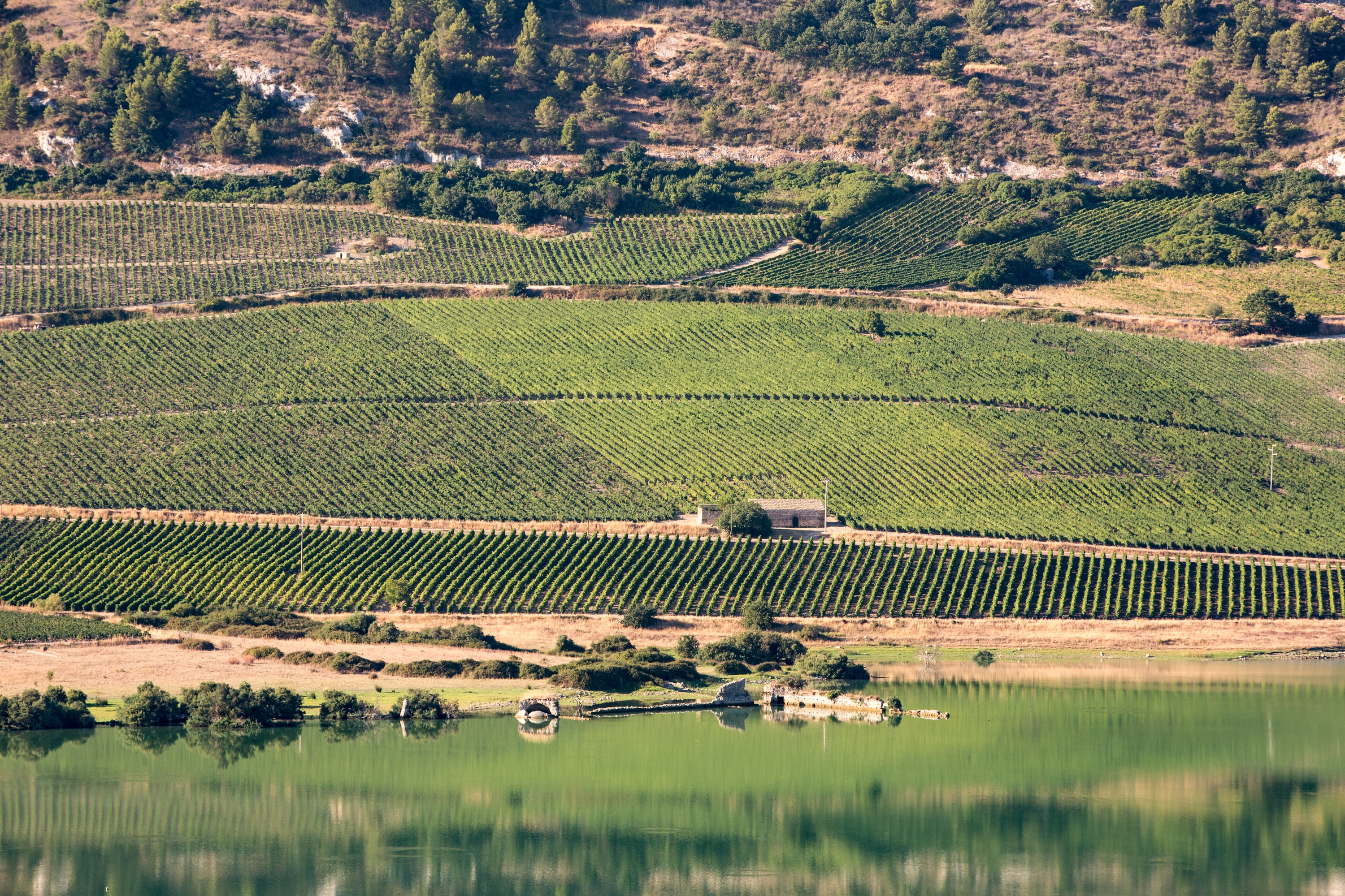 2023/07/planeta_didacus_chardonnay_ulmo_8797