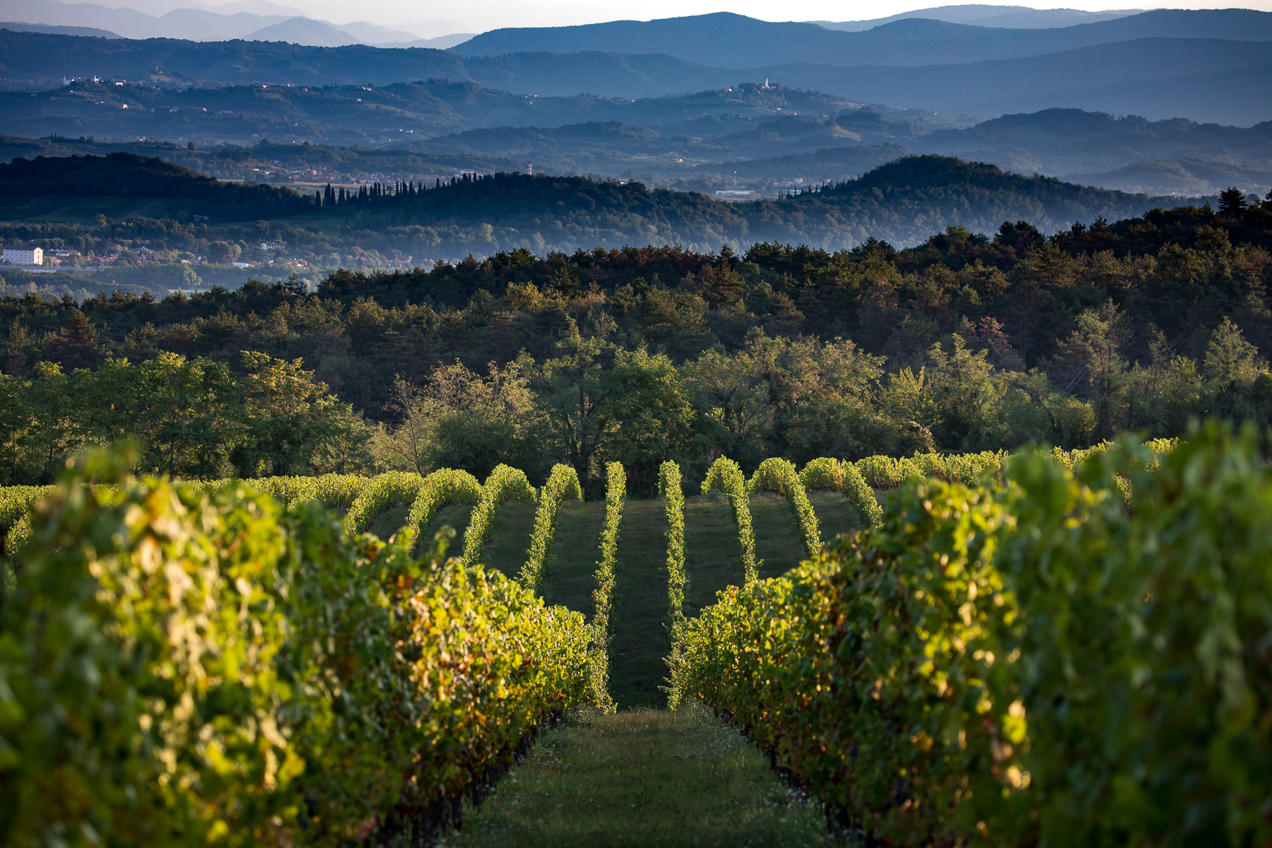 2021/05/azienda-agricola-castelvecchio_gallery7_2194