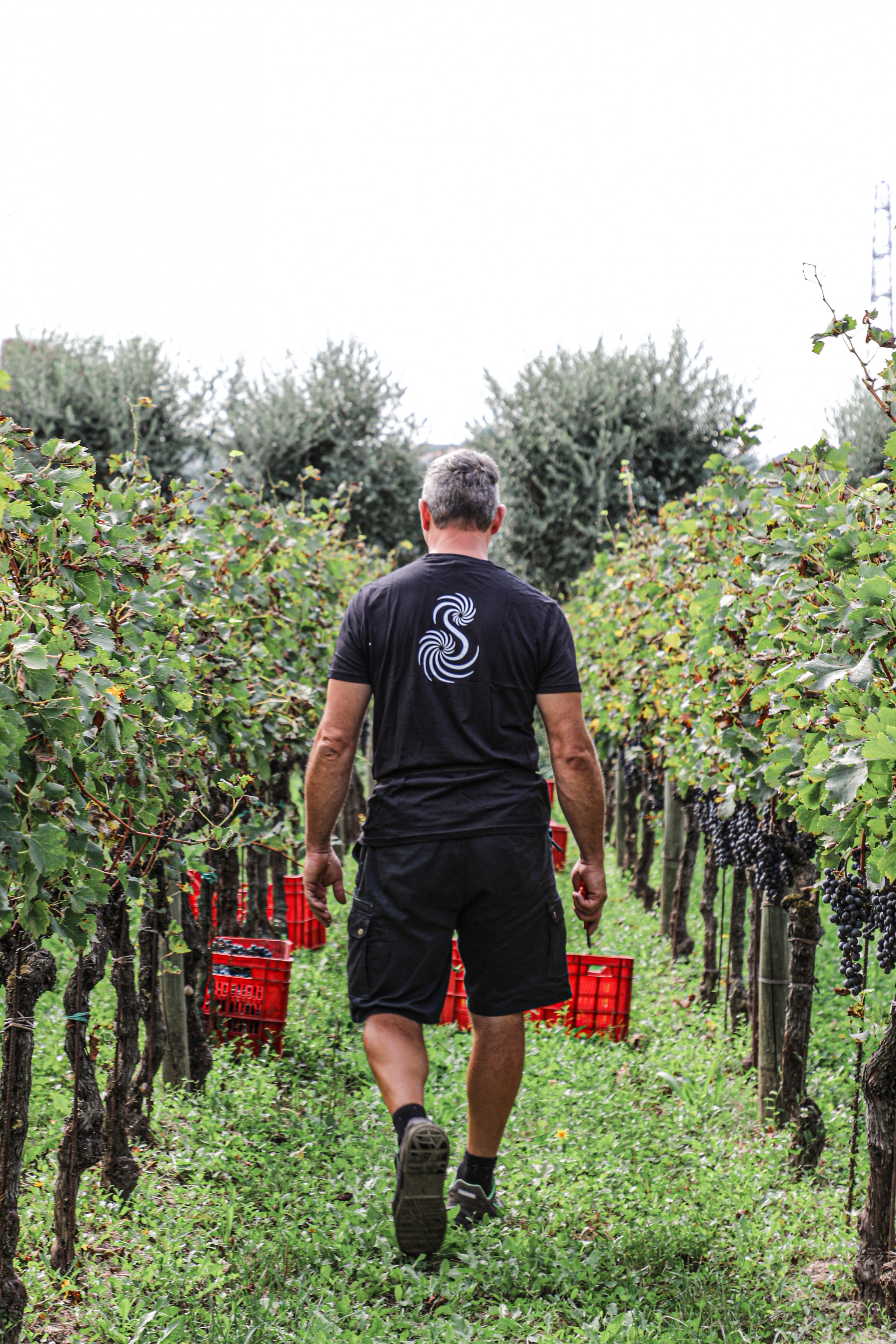 2021/05/azienda-agricola-la-sansonina_gallery9_2204