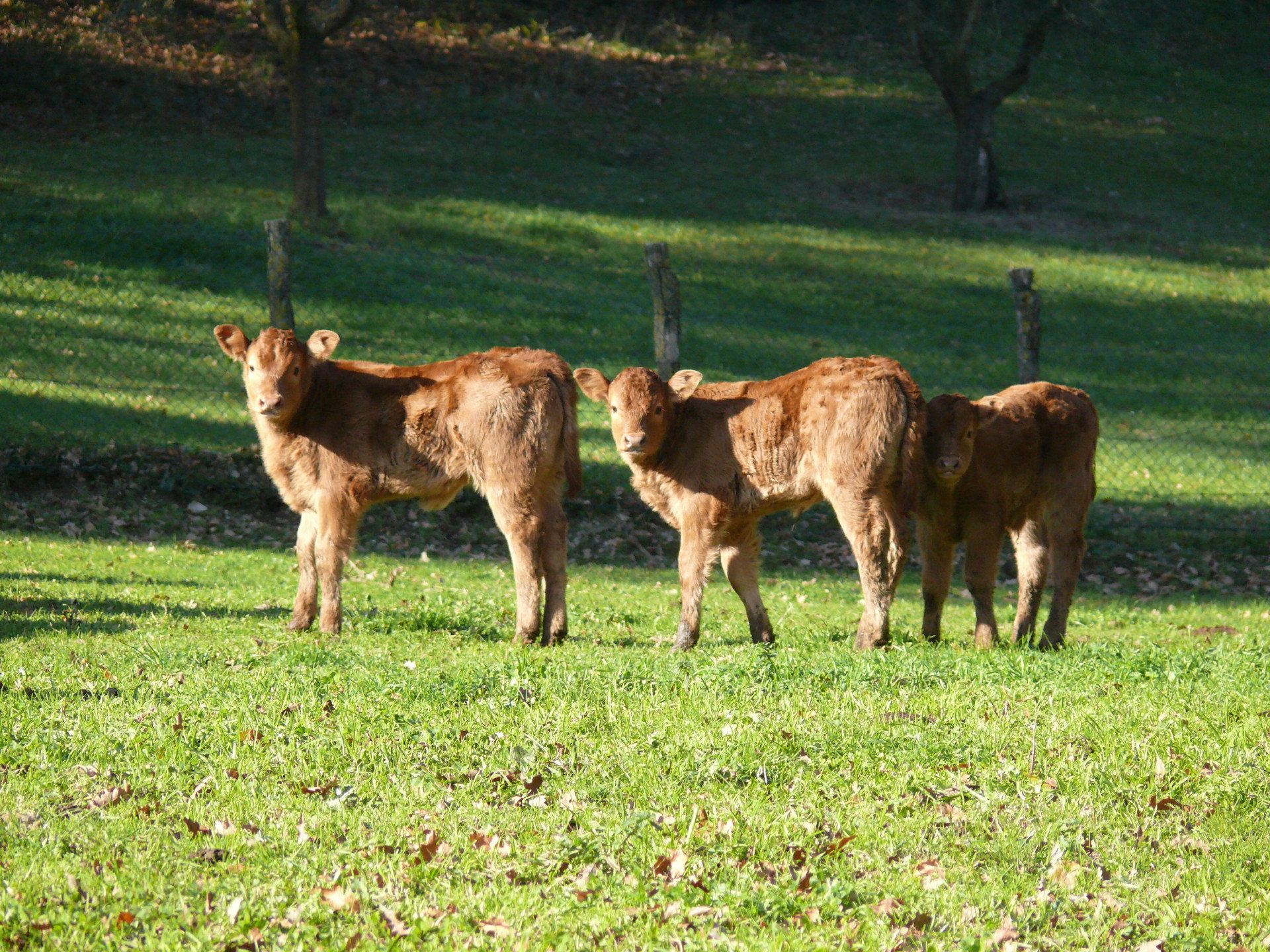 2021/05/societa-agricola-corlando-tre_gallery2_3141